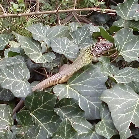 Gastehaus Egger Couette-café Emmersdorf an der Donau